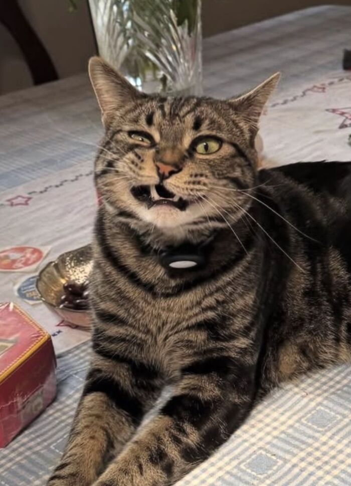 Tabby cat making a quirky face on a table, one eye squinting, fitting the furry friends looking like goblins theme.