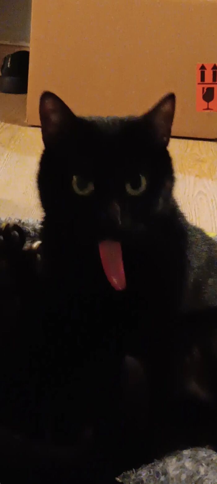 Black cat with wide eyes and tongue sticking out looking like a goblin in a dimly lit room with cardboard background.