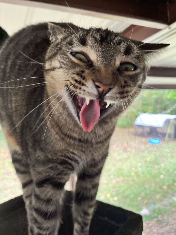 Tabby cat with wide eyes and open mouth showing teeth and tongue, resembling a goblin-like expression by a furry friend.