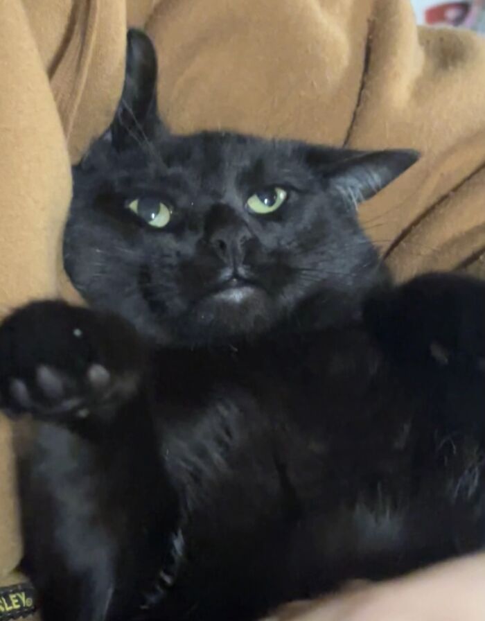 Black cat with green eyes making a funny face that looks like a goblin, captured in a close-up photo.