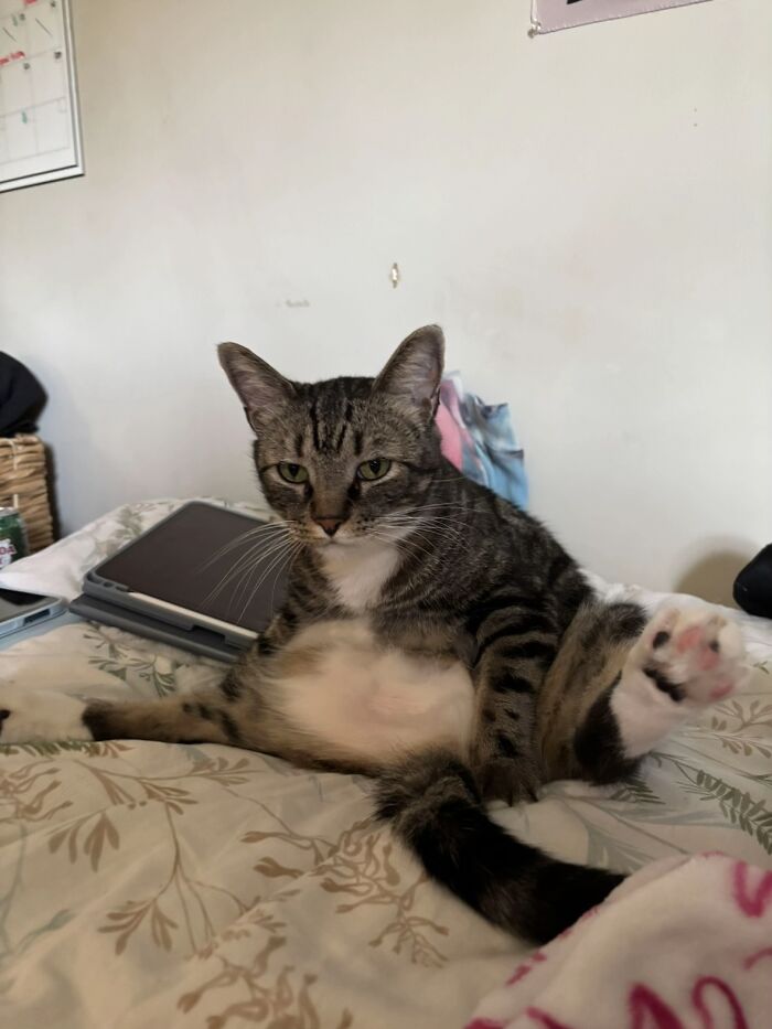 Tabby cat sitting in an unusual position, looking like a goblin with a mischievous expression on a bed.