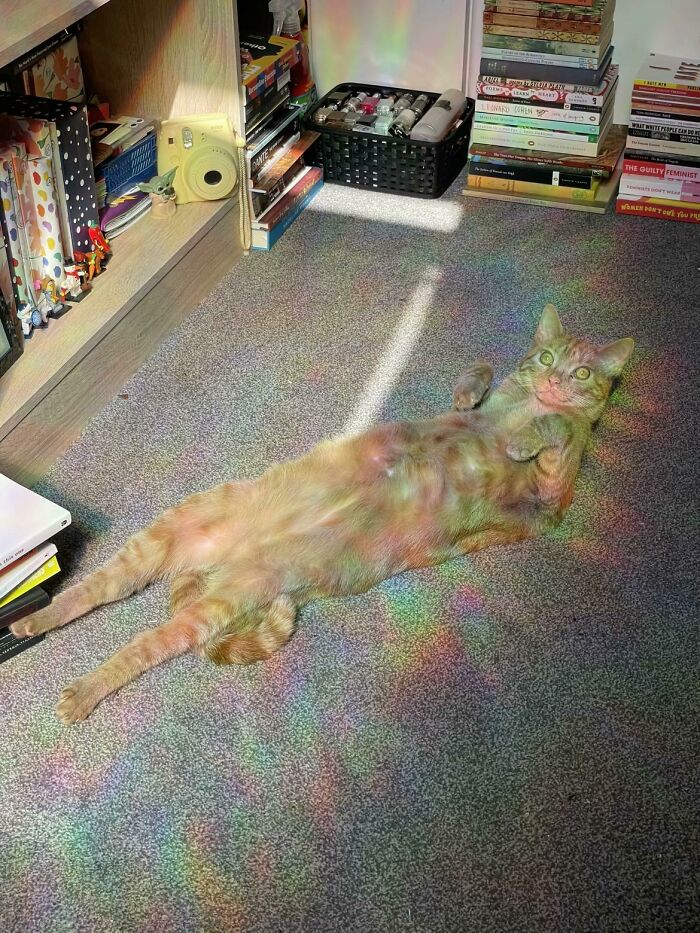 Cat lying on carpet with colorful light reflections creating a goblin-like appearance in a cozy room with bookshelves.