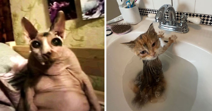 93 Terrible Cat Photos That Are Too Funny For Their Owners To Delete