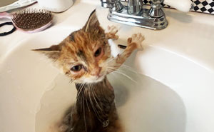 93 Terrible Cat Photos That Are Too Funny For Their Owners To Delete