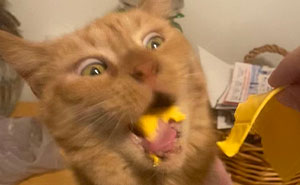 93 Terrible Cat Photos That Are Too Funny For Their Owners To Delete