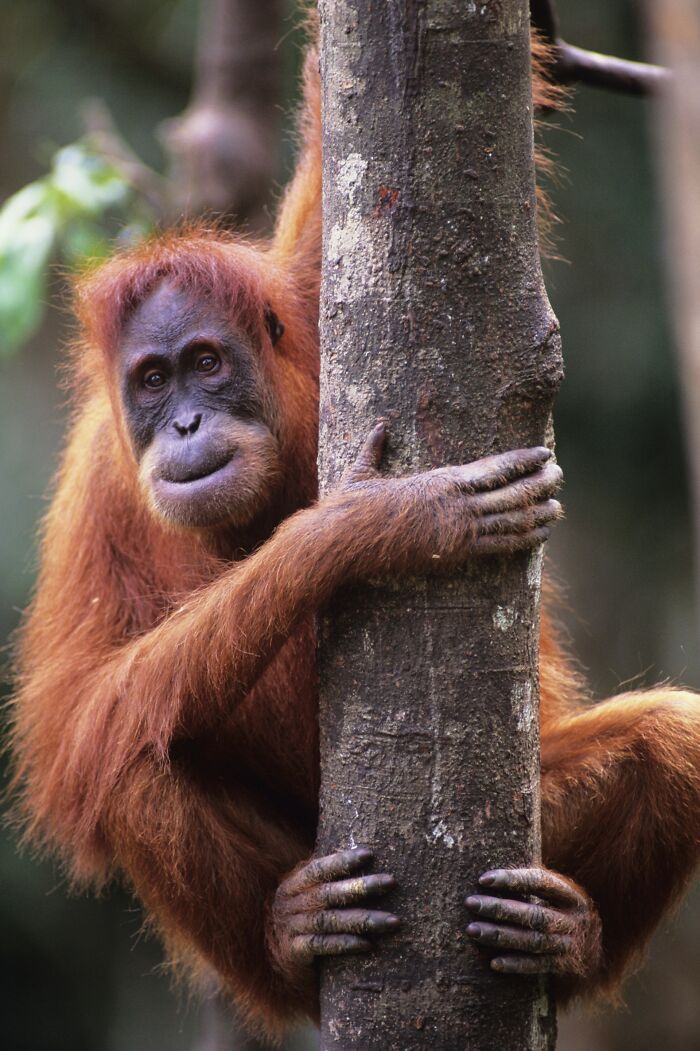Orangutan clinging to a tree trunk in a jungle, illustrating true stories that sound so bizarre nobody believed them.
