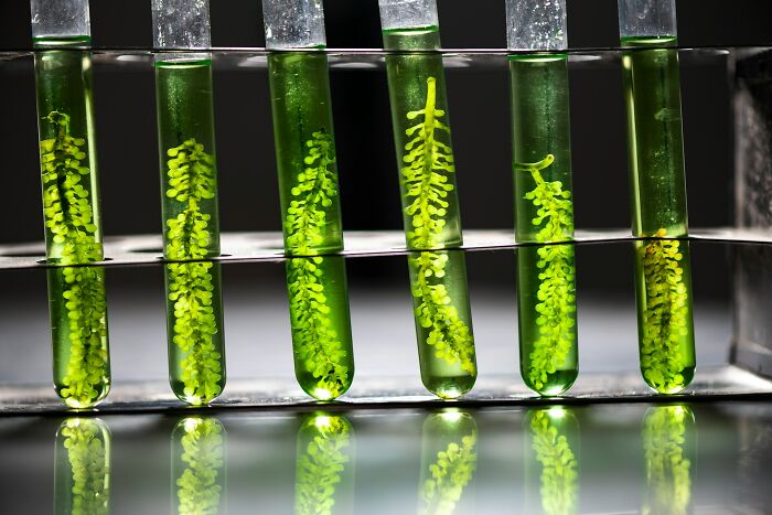 Green plant samples suspended in liquid inside test tubes, illustrating scientific facts and mind-blowing discoveries.