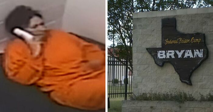 “Toby The 80-Year-Man Trapped In A Chihuahua Body”: 81 Hilarious Dogs Being Their Goofy Selves (New Pics)