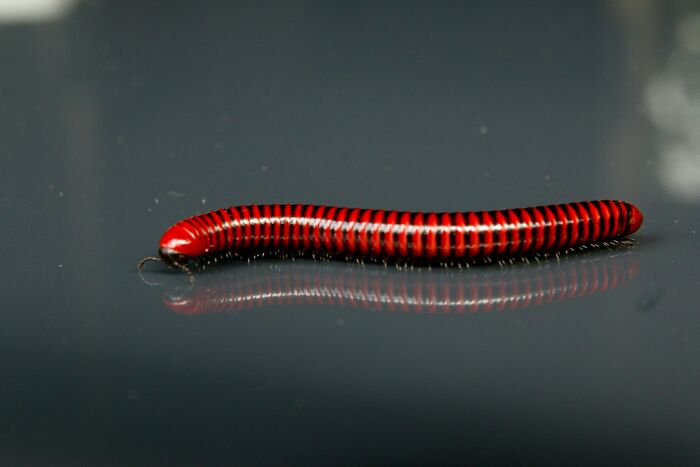 A red and black millipede on a reflective dark surface symbolizing karma and sabotage concepts.