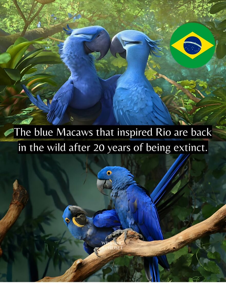 Two blue Macaws in the wild, symbolizing good news and hope after years of extinction in nature.