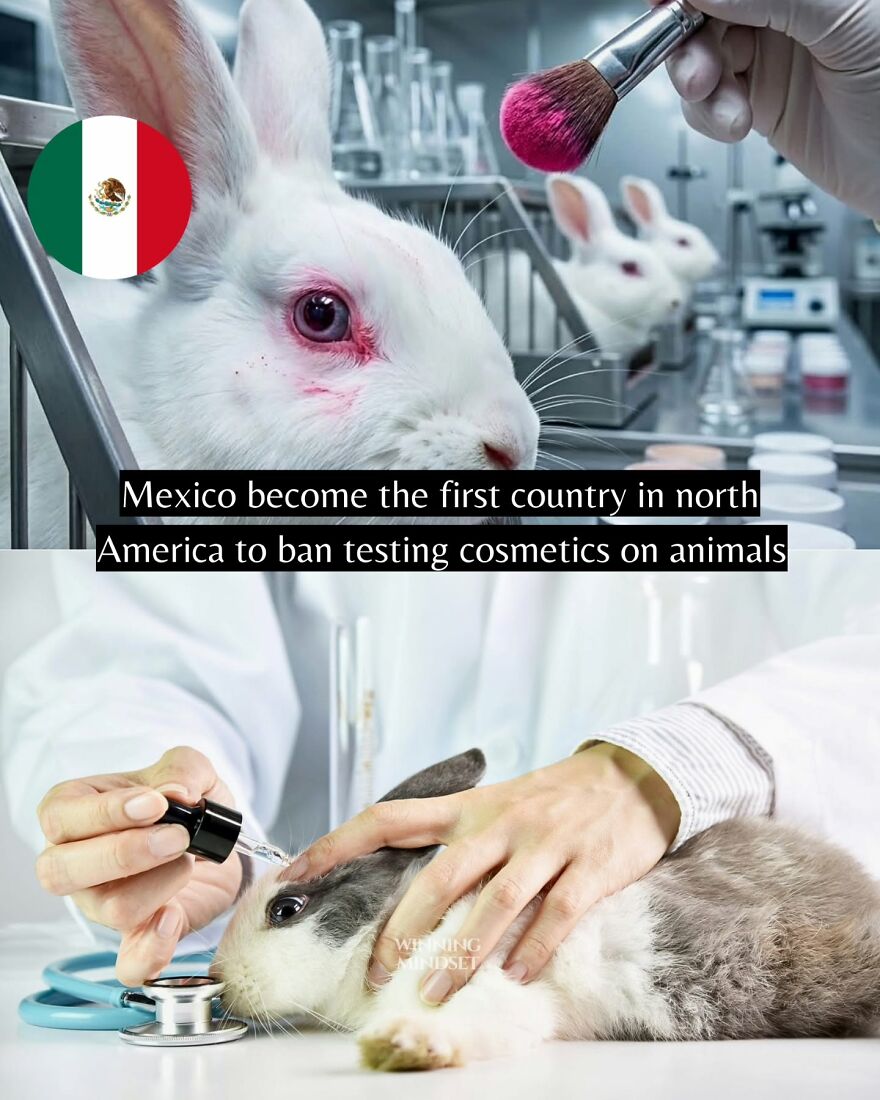 Rabbit suffering from cosmetic testing in lab and vet treating a rabbit, highlighting good news on animal testing ban.