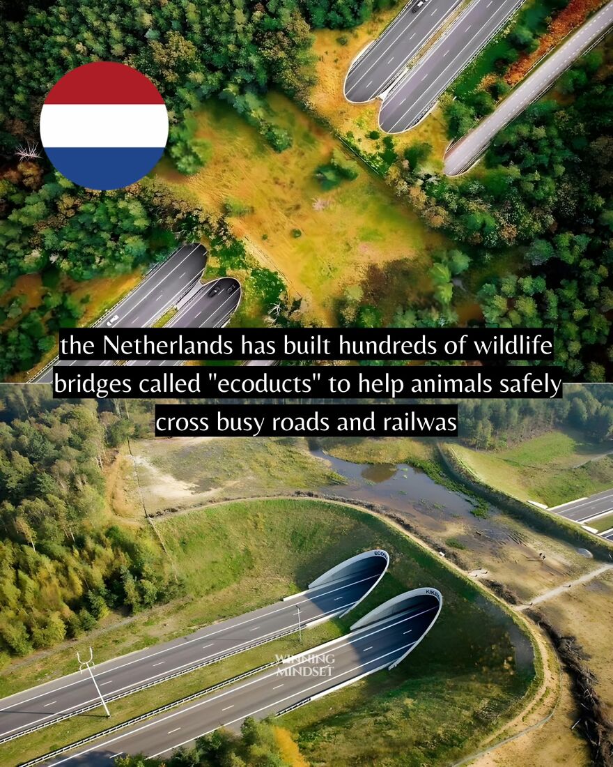 Aerial view of wildlife bridges in the Netherlands designed to help animals safely cross busy roads and railways.