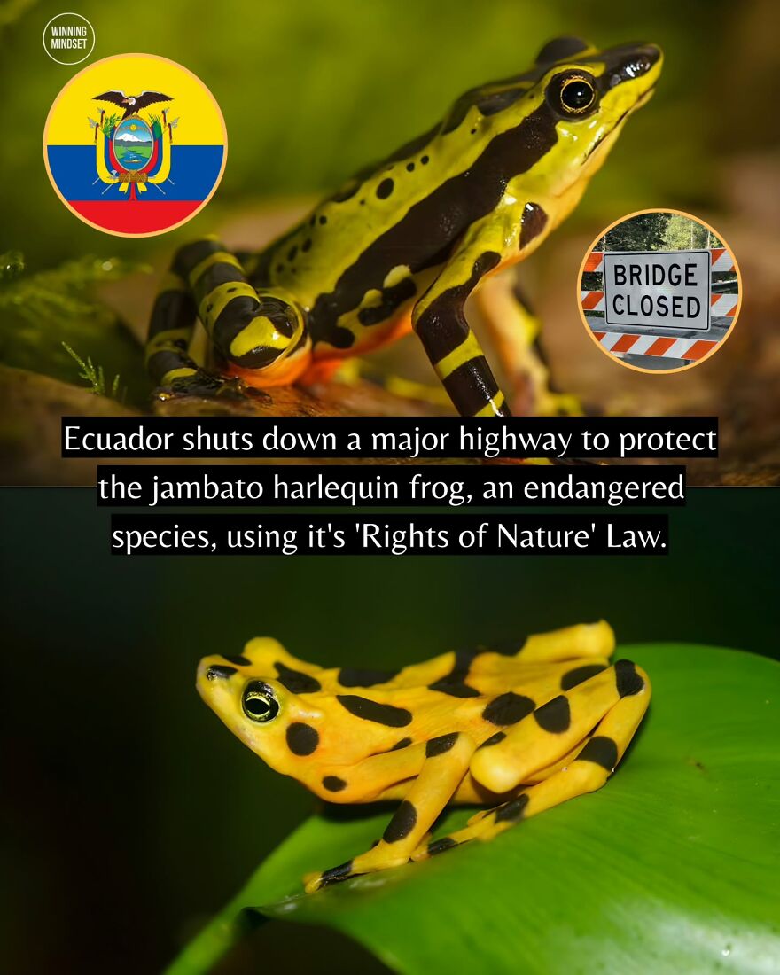 Endangered jambato harlequin frogs protected as Ecuador closes highway under Rights of Nature law.