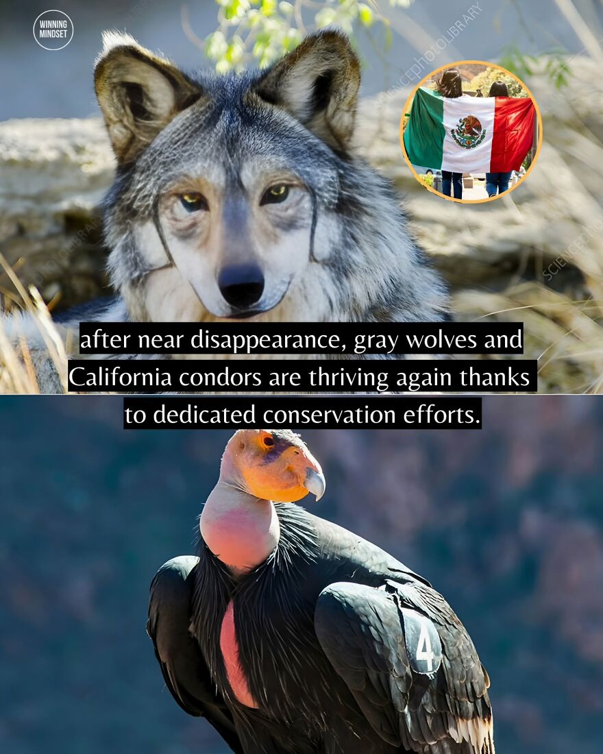 Gray wolves and California condors thriving again due to dedicated conservation efforts, highlighting good news and positive headlines.
