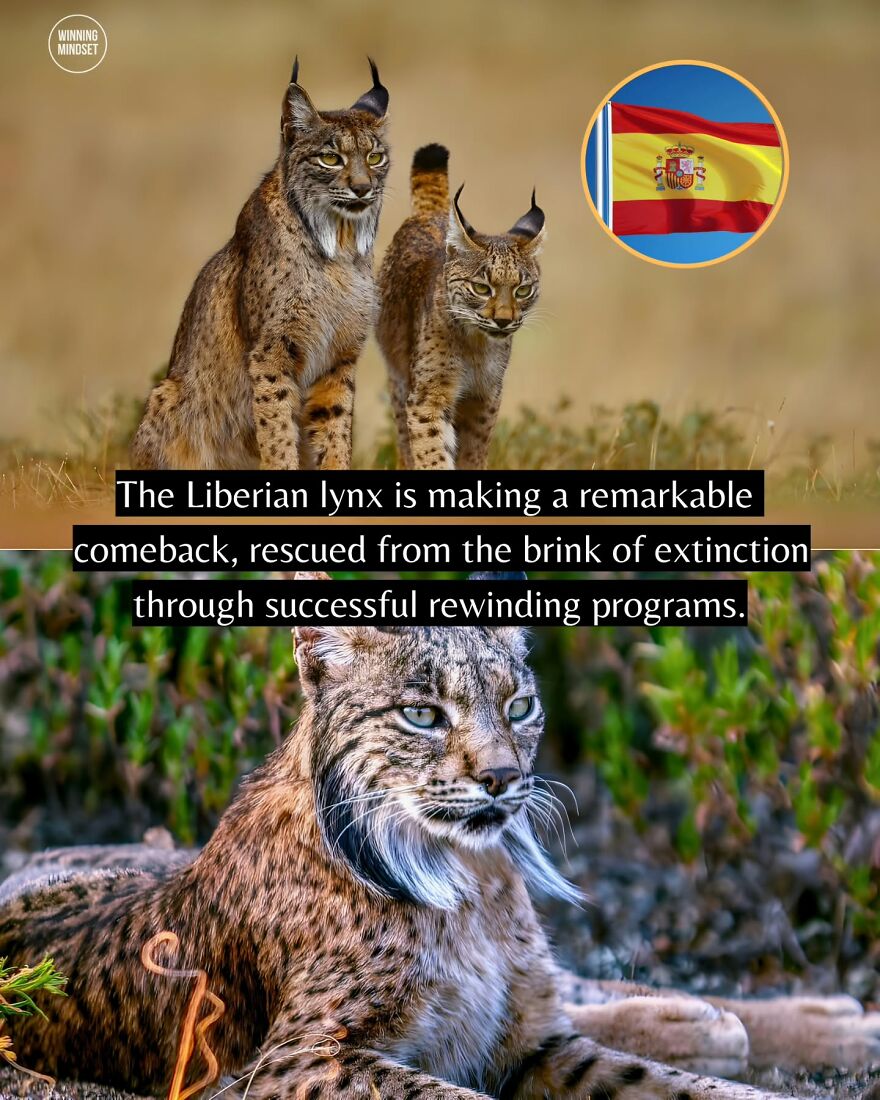 Liberian lynx making a remarkable comeback, rescued from extinction through successful wildlife conservation programs.