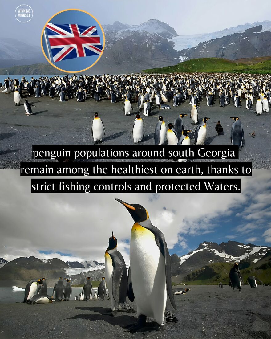 Large colonies of healthy penguin populations thriving near South Georgia, a positive environmental news update.