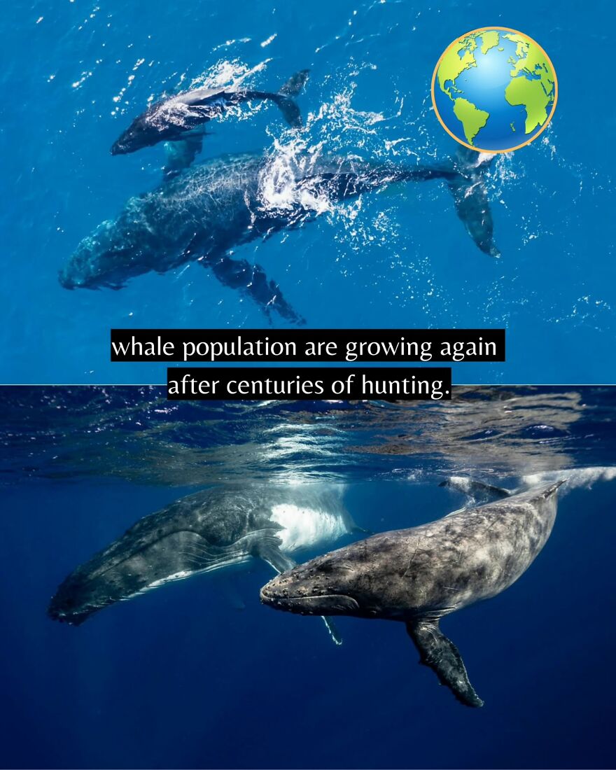 Two whales swimming underwater showcasing good news about whale population growing again after centuries of hunting.