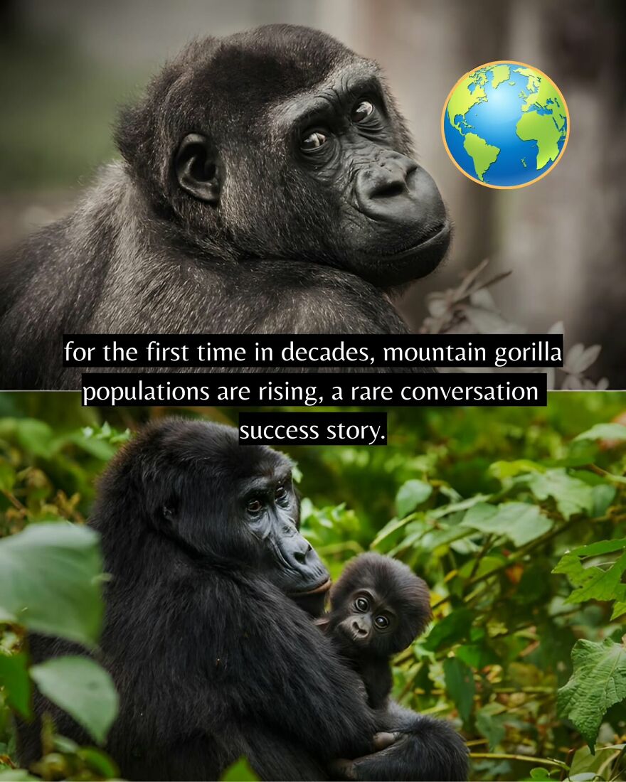 Mountain gorilla populations rising for the first time in decades, a hopeful good news story for everyone tired of negative headlines.