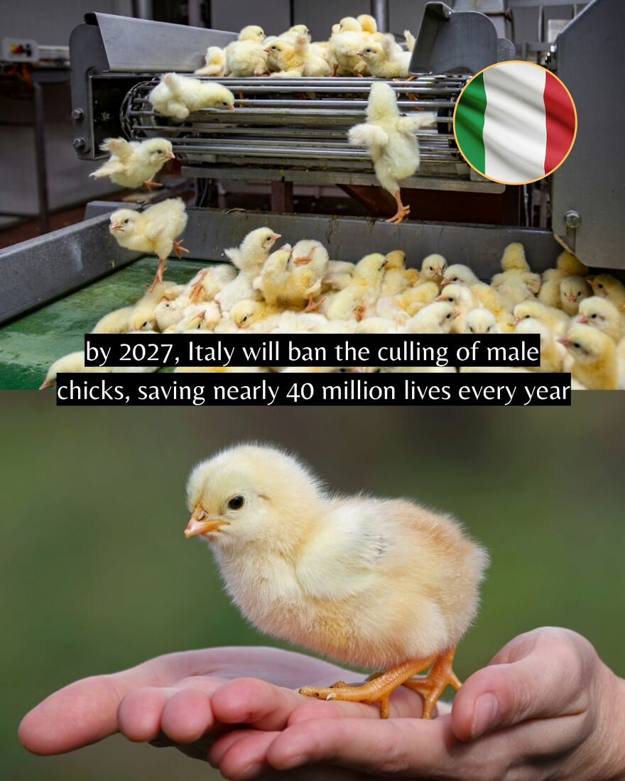 Yellow baby chicks in a poultry facility and one chick resting on a hand, symbolizing good news for animal welfare.