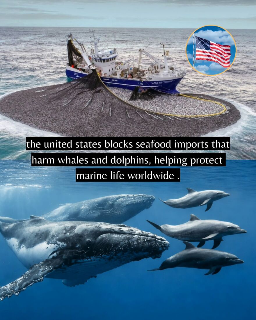 Fishing vessel with net full of fish and underwater whales and dolphins emphasizing good news for marine life protection.