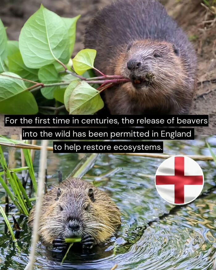 Beavers released into the wild in England to help restore ecosystems, highlighting good news from around the world.