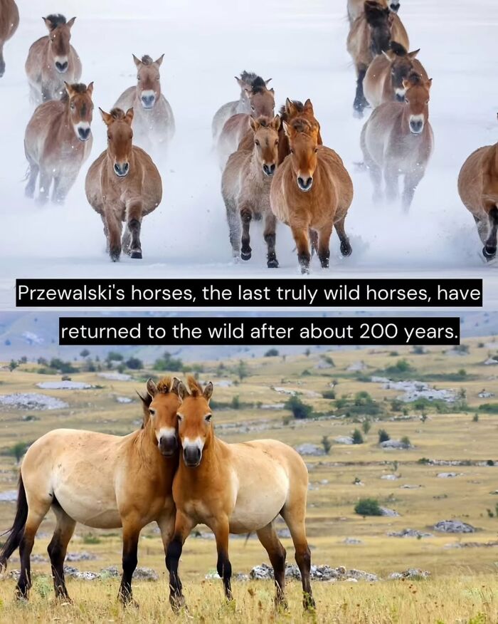 Herd of Przewalski's wild horses running in snow and two horses standing in a grassland, good news from around the world.