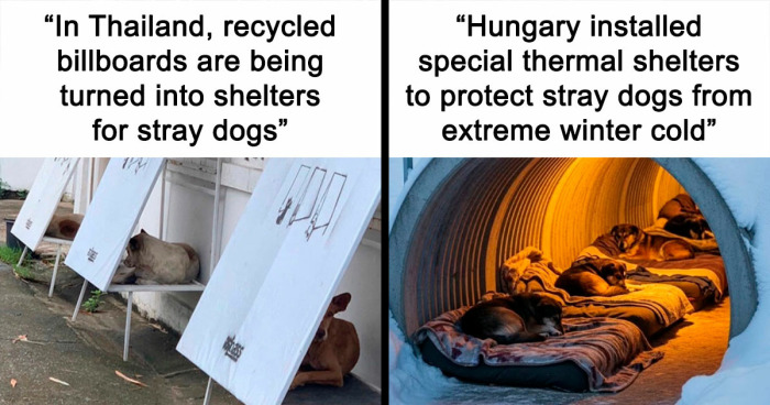 77 Good News From Around The World That Might Make Life A Little Bit Better