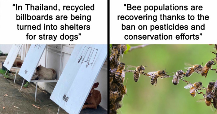 77 Good News From Around The World That Might Make Life A Little Bit Better