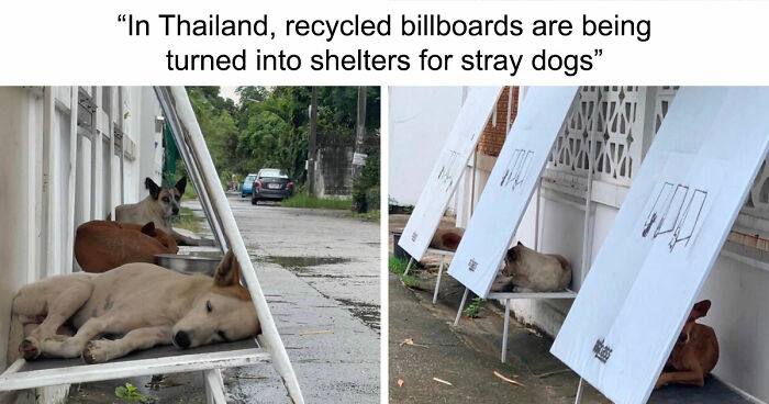 77 Good News From Around The World That Might Make Life A Little Bit Better