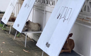 77 Good News For Those Who Gave Up On The World