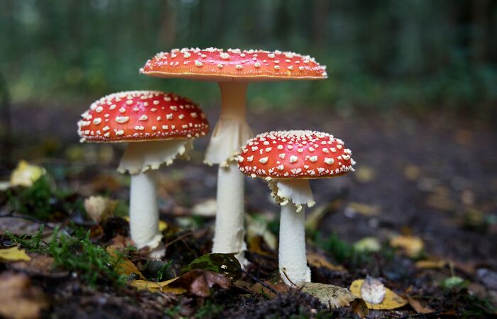 Three red and white mushrooms on forest floor showcasing scientific facts about nature's surprising wonders.