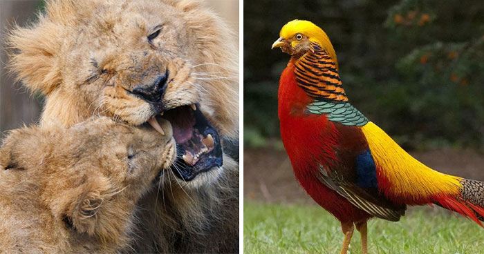 73 High-Quality Pics Showing Animals In All Their Glory