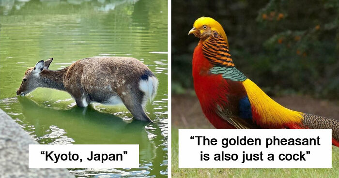 73 High-Quality Pics Showing Animals In All Their Glory