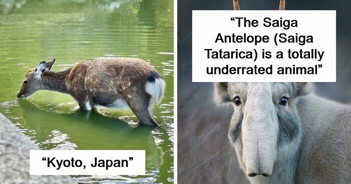 73 High-Quality Pics Showing Animals In All Their Glory