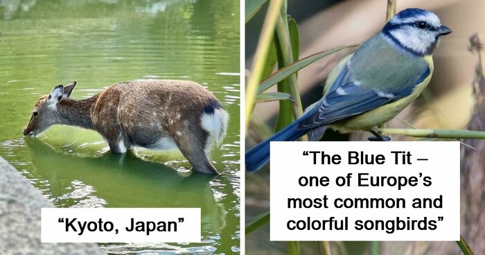 73 Amazing Photos That Might Make You Appreciate Animals Even More (New Pics)