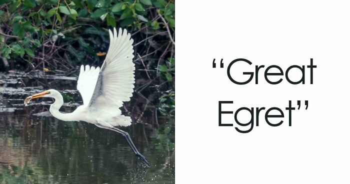 73 High-Quality Pics Showing Animals In All Their Glory