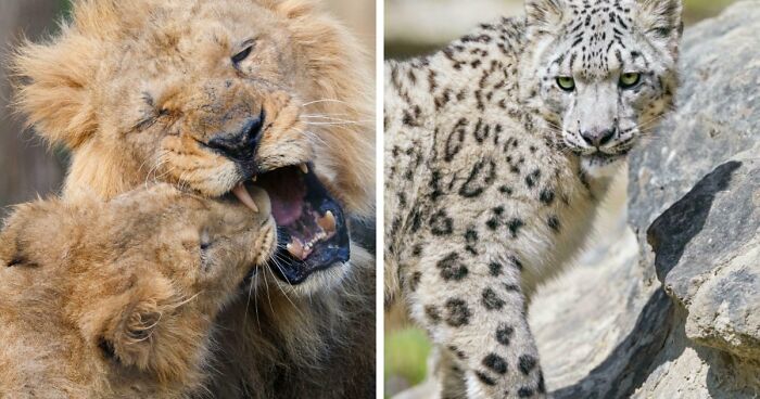 73 High-Quality Pics Showing Animals In All Their Glory