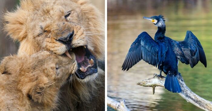 73 High-Quality Pics Showing Animals In All Their Glory