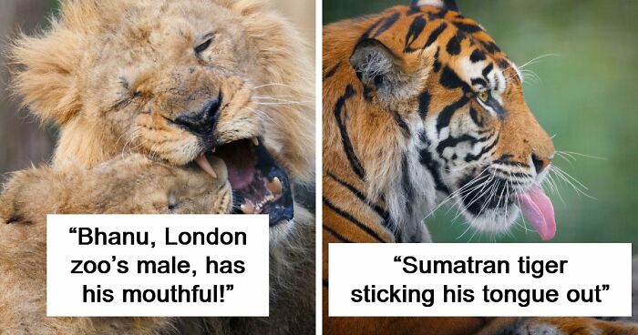 73 High-Quality Pics Showing Animals In All Their Glory