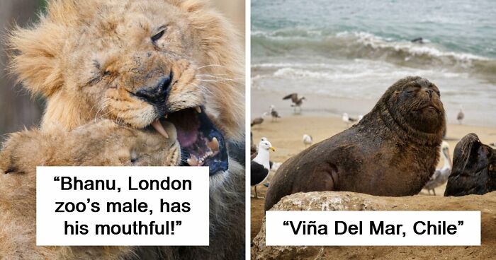 73 High-Quality Pics Showing Animals In All Their Glory