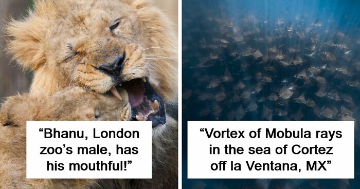 73 High-Quality Pics Showing Animals In All Their Glory