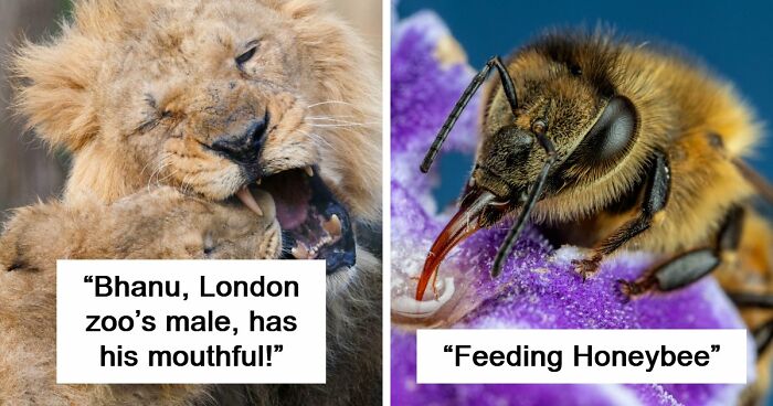 73 High-Quality Pics Showing Animals In All Their Glory