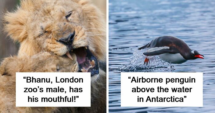 73 High-Quality Pics Showing Animals In All Their Glory