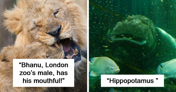 73 High-Quality Pics Showing Animals In All Their Glory
