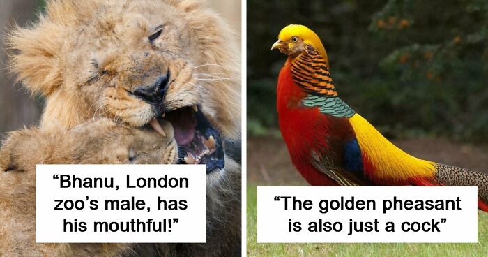 73 Amazing Photos That Might Make You Appreciate Animals Even More (New Pics)