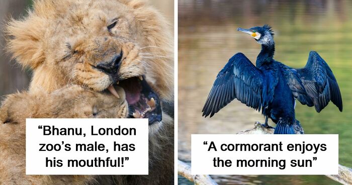 73 High-Quality Pics Showing Animals In All Their Glory