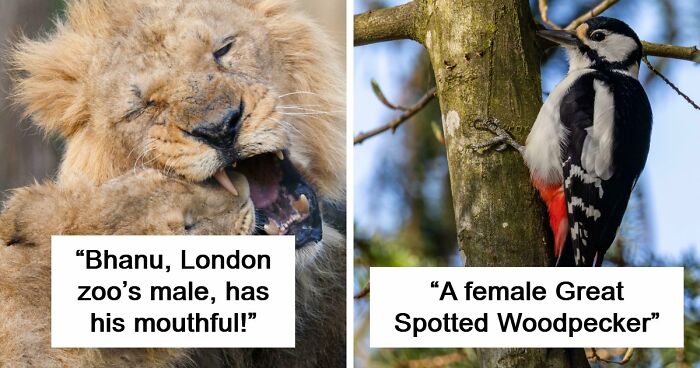 73 High-Quality Pics Showing Animals In All Their Glory