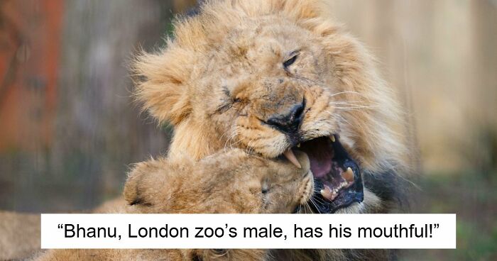 73 High-Quality Pics Showing Animals In All Their Glory