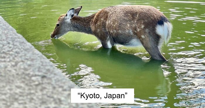 73 High-Quality Pics Showing Animals In All Their Glory