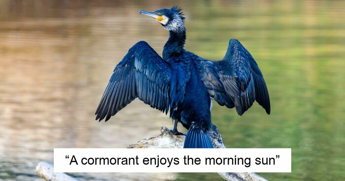 73 High-Quality Pics Showing Animals In All Their Glory